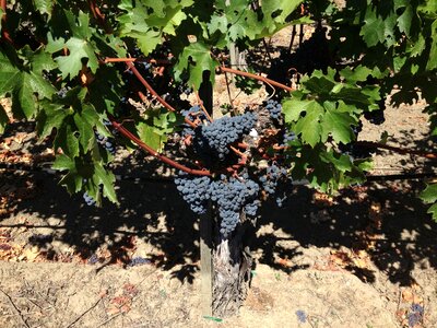 Napa valley vineyard blue