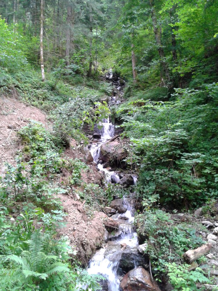 Mountain creek forest