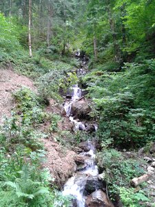 Mountain creek forest