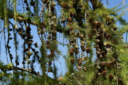 Tap larch cones larix photo