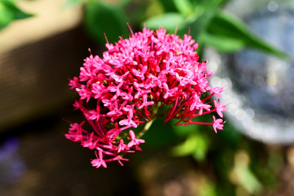Wild perennial flower