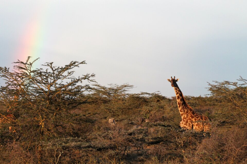 Africa nature landscape