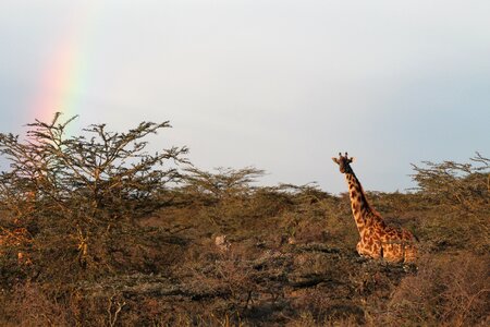 Africa nature landscape