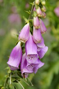 Digitalis purpurea blossom bloom