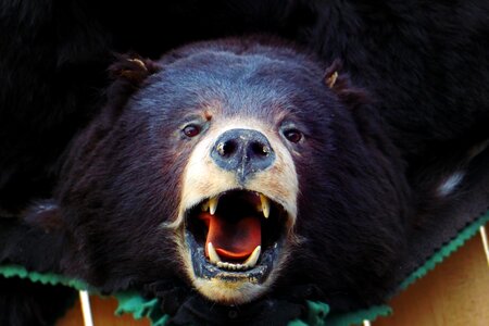 Black bear animal dummy