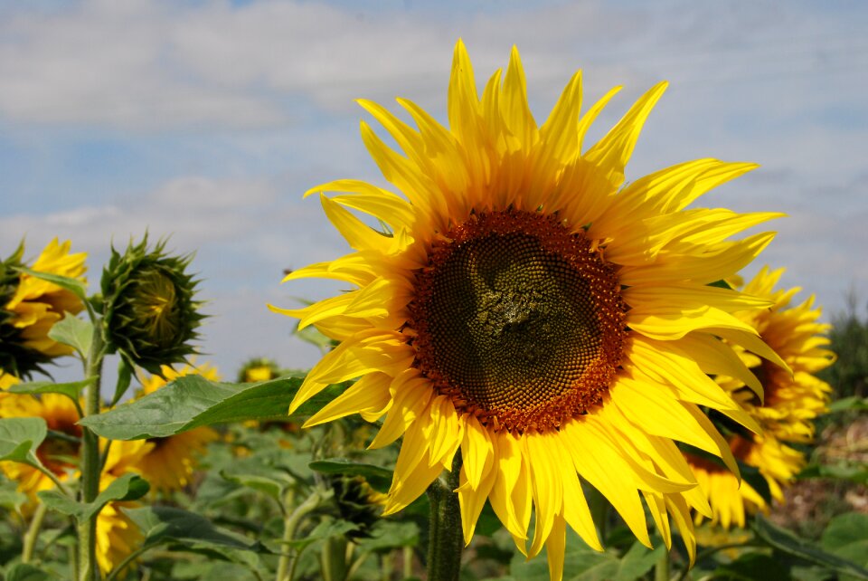 Agriculture summer yellow