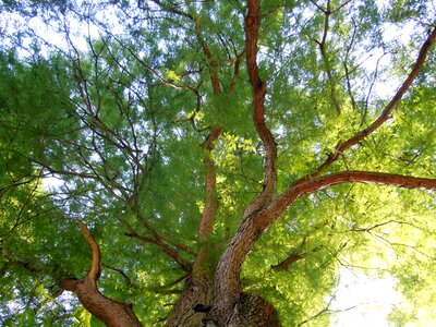 Crown tree foliage