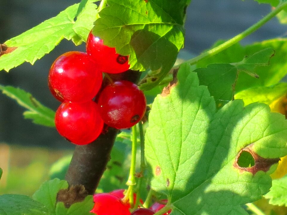 Berries fruit plant