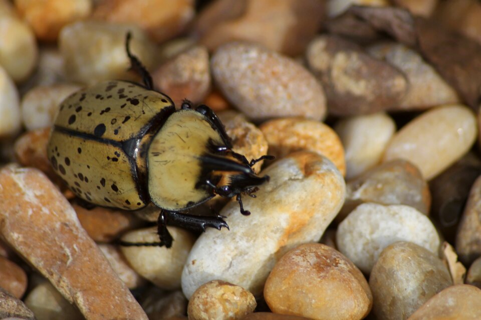 Bug insect rock