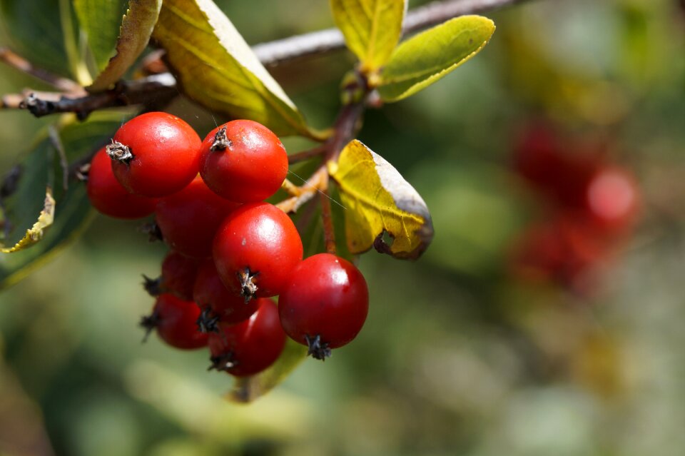 Tree berry red plant