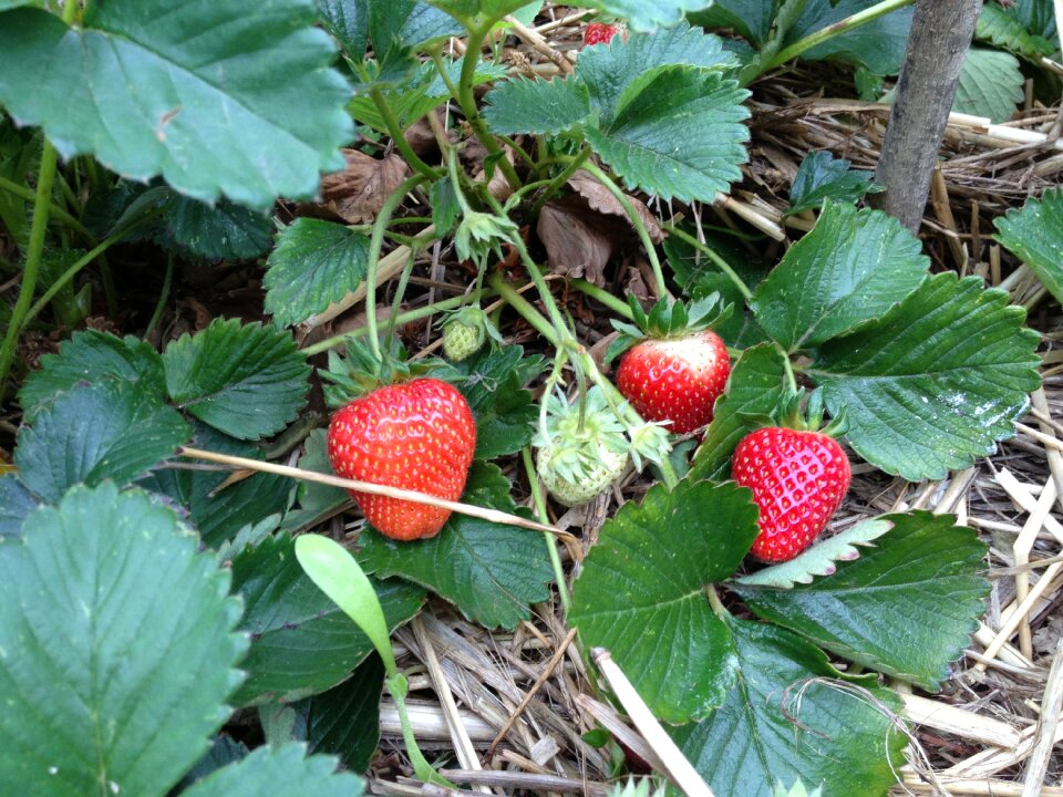Nature food fresh