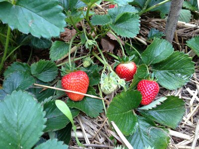 Nature food fresh