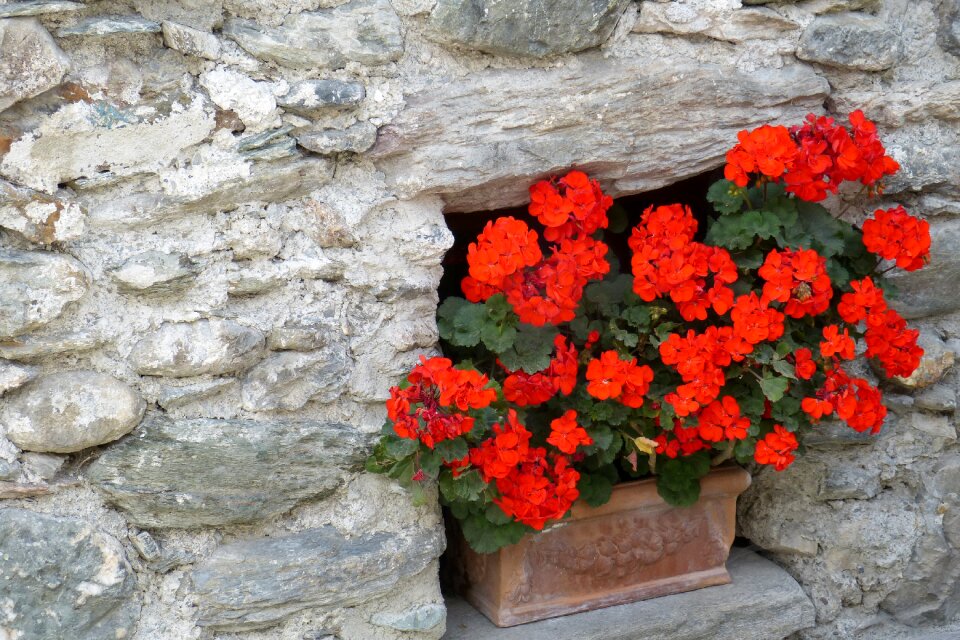 Red floral decorations flowers trough