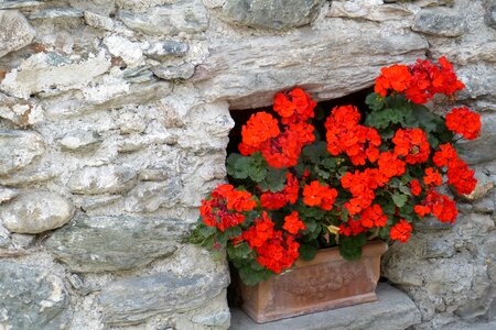Red floral decorations flowers trough