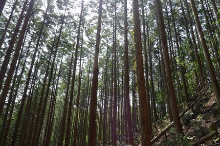 Woods thinning cypress
