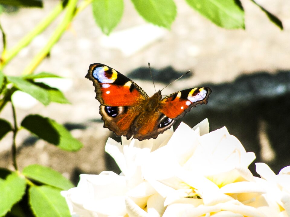 Butterfly insect Free photos