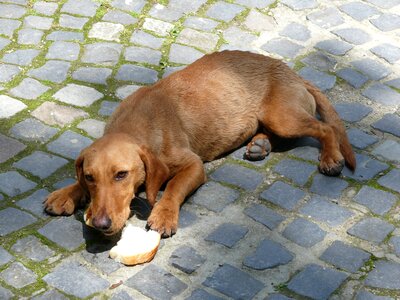 Pets loyalty is watching photo