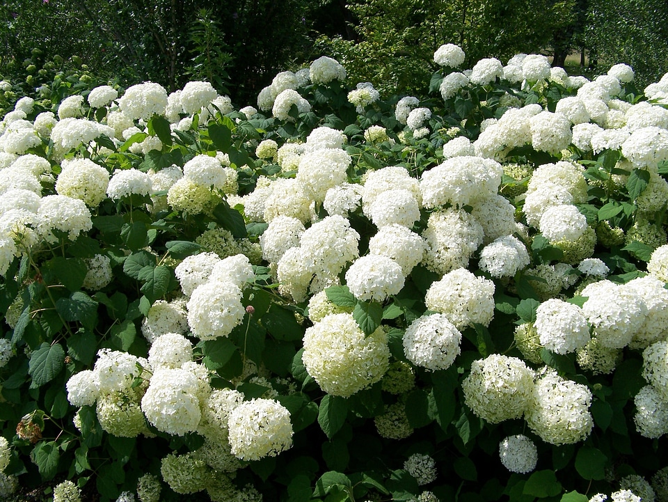 Bloom flowers summer