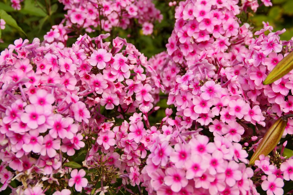 Beautiful farbenpracht flowers