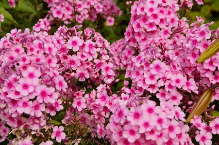 Beautiful farbenpracht flowers