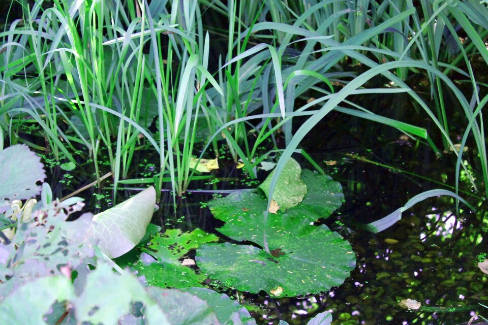 Aquatic plants garden water lilies