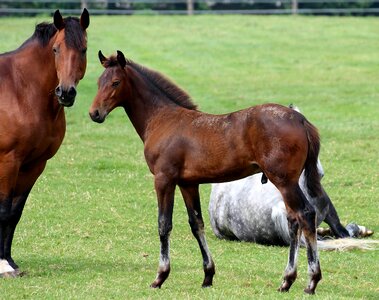 Horse german riding horse animal photo