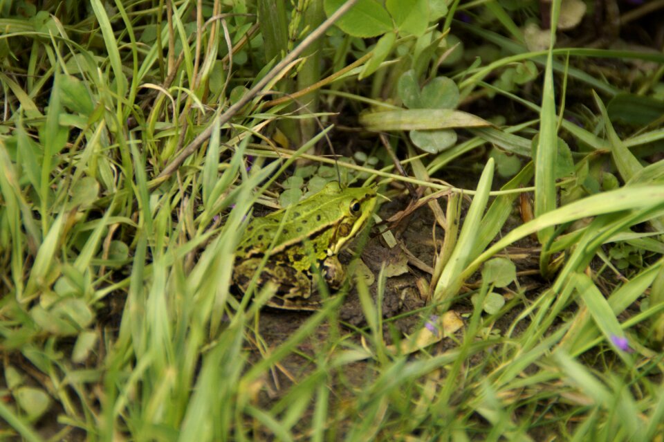Meadow green amphibian