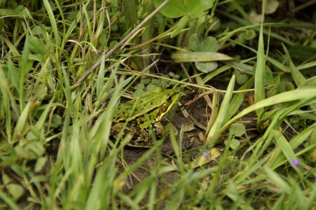 Meadow green amphibian photo
