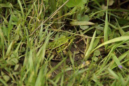 Meadow green amphibian