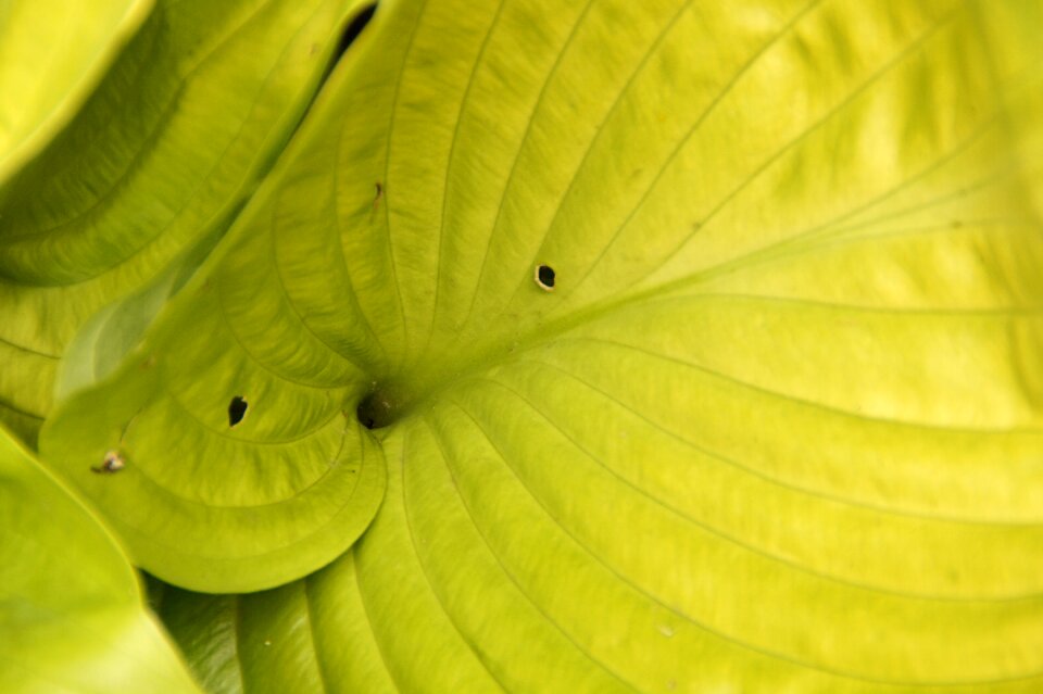 Light green plant large leaves