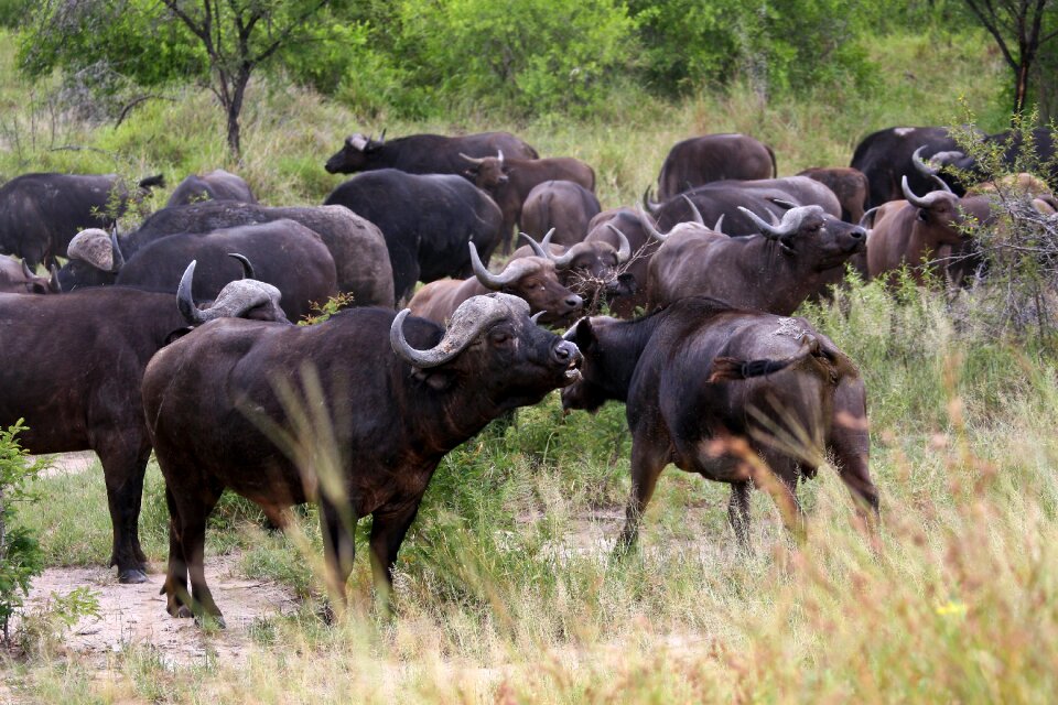 Cape buffalo wild bovine