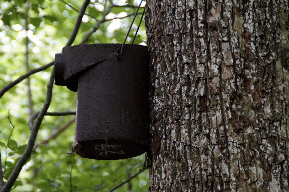 Nest nesting place tree photo