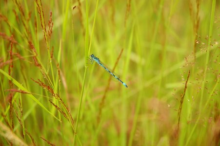 Blue teal grass