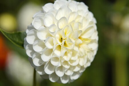 Globose flower ball photo