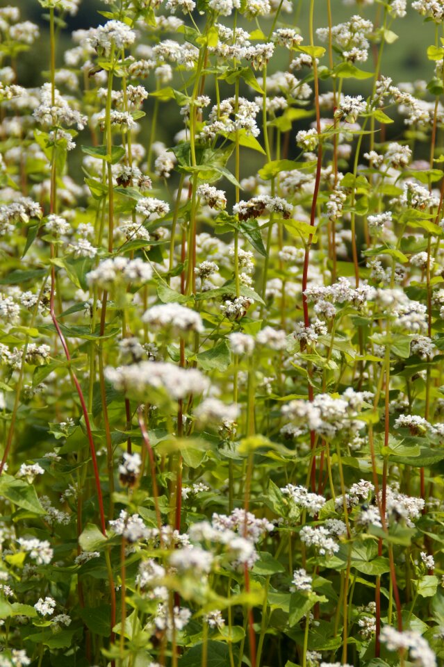 Bloom cereals summer