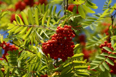 Red fruits ash photo