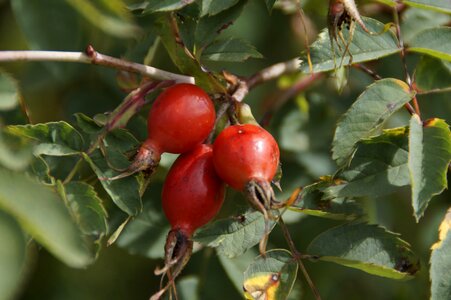 Fruit dog rose sammelfrucht
