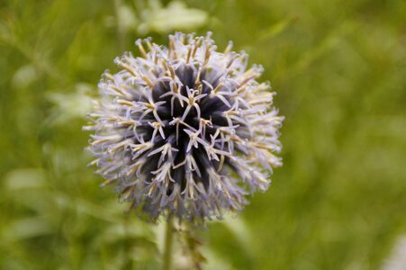 Flora botany ball