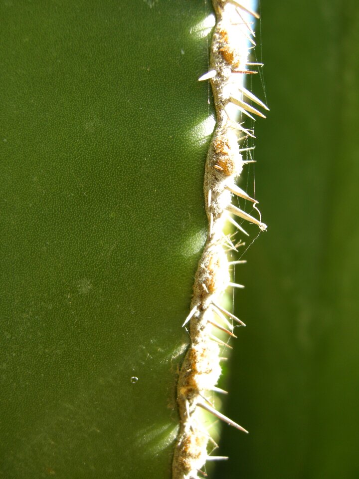 Plant prickly cactus greenhouse