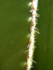 Plant prickly cactus greenhouse photo