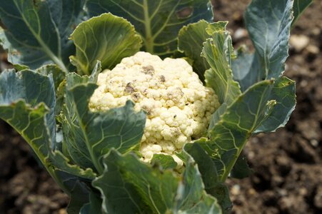 Bed garden vegetable growing photo