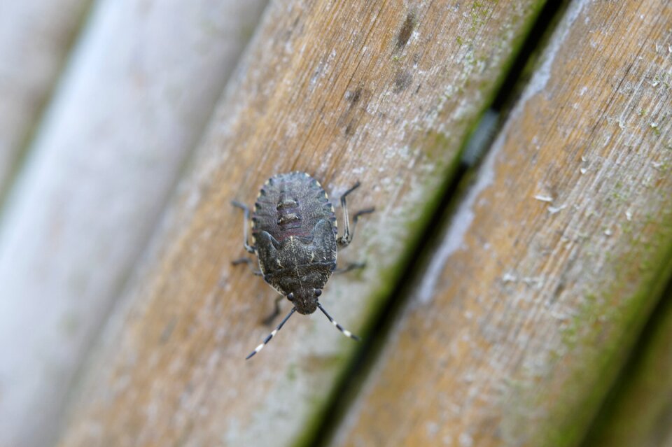Macro close up crawl