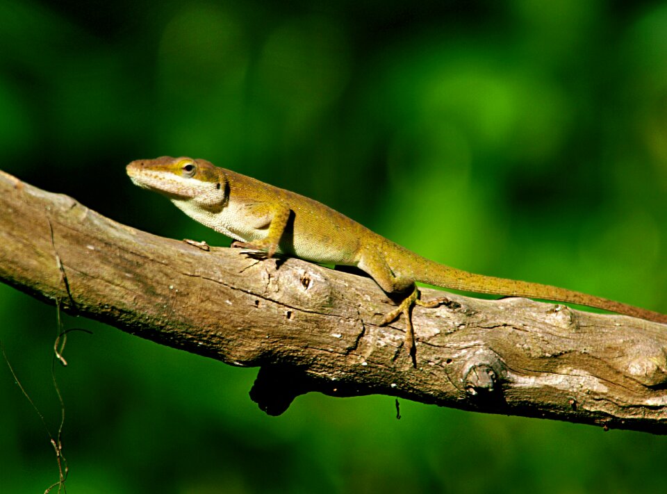 Creature green iguana