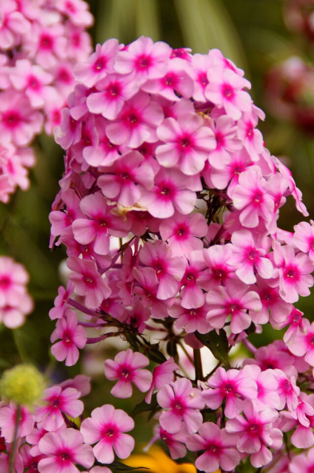 Beautiful farbenpracht flowers