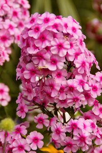 Beautiful farbenpracht flowers photo