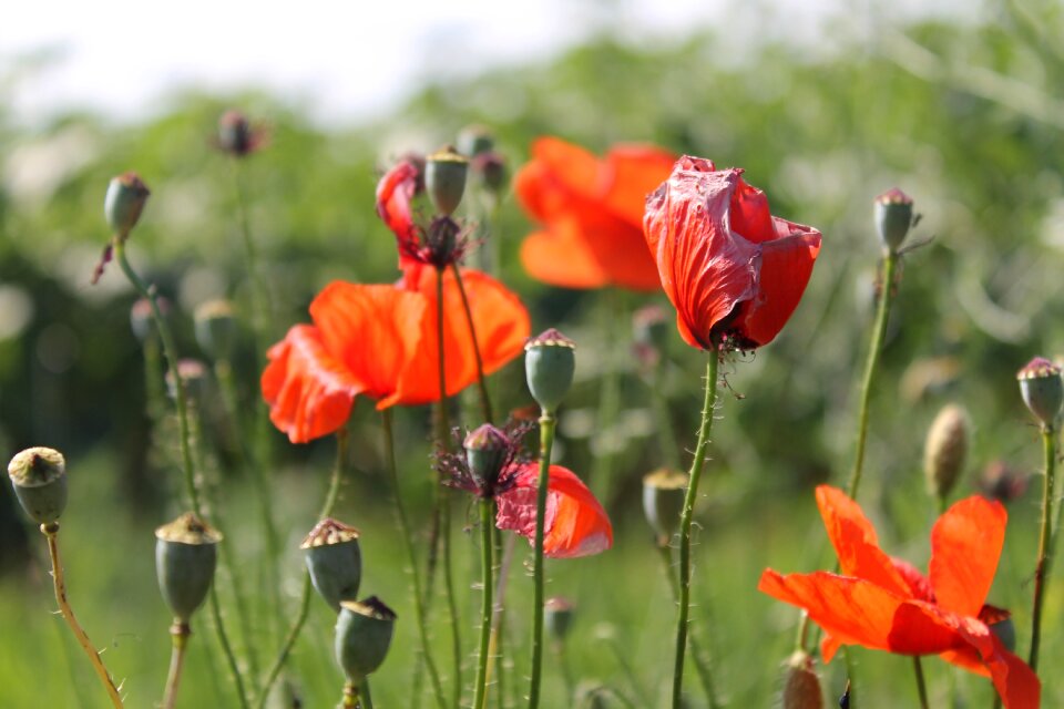 Floral plant summer