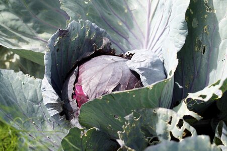 Cultivation grow food