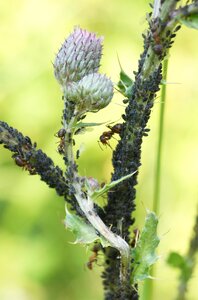 Infestation ill ants