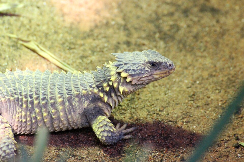Lizard reptile animal