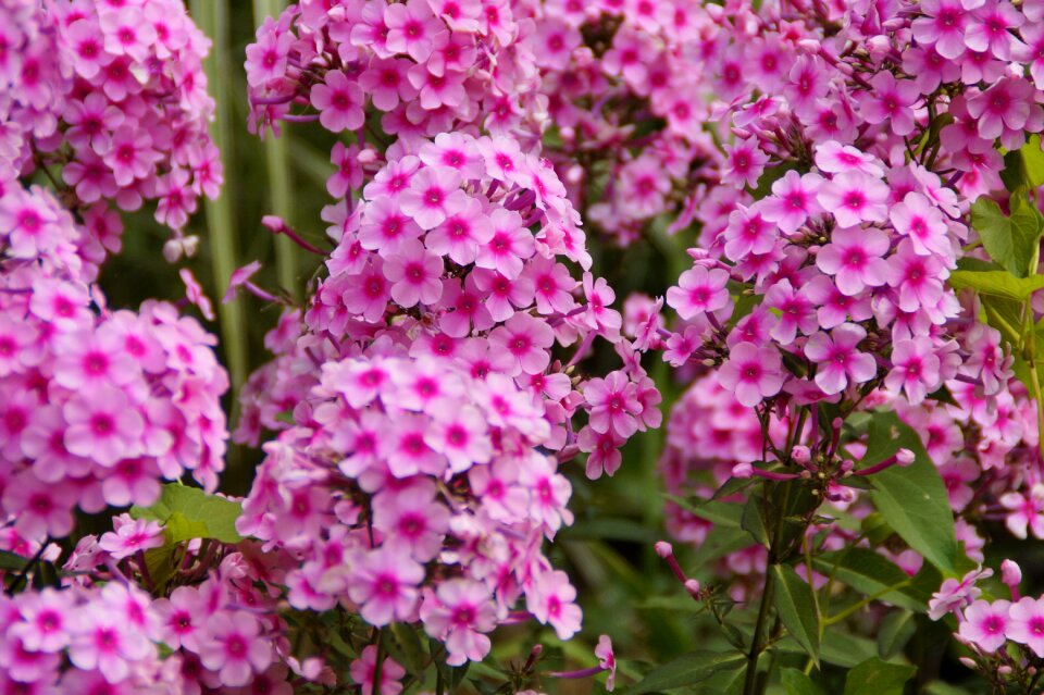 Farbenpracht flowers flora